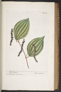 Levy 348, "A Curious Herbal" tekijältä Elizabeth Blackwell
