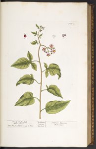 Lauta 34, Woody Night-Shade, Bitter Sweet, "A Curious Herbal" tekijältä Elizabeth Blackwell