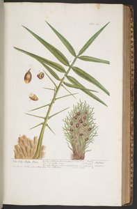 Levy 363, "A Curious Herbal" tekijältä Elizabeth Blackwell