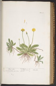 Levy 365, "A Curious Herbal" tekijältä Elizabeth Blackwell