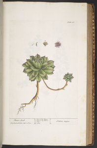 Levy 366, "A Curious Herbal" tekijältä Elizabeth Blackwell
