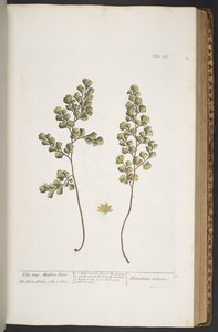 Levy 367, "A Curious Herbal" tekijältä Elizabeth Blackwell