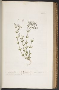 Levy 368, "A Curious Herbal" tekijältä Elizabeth Blackwell