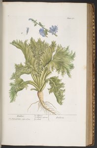 Levy 378, "A Curious Herbal" tekijältä Elizabeth Blackwell