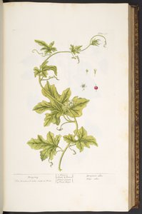Levy 37, Bryony, "A Curious Herbal" tekijältä Elizabeth Blackwell