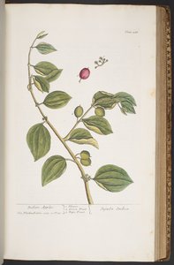 Levy 388, "A Curious Herbal" tekijältä Elizabeth Blackwell
