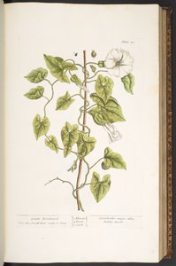 Levy 38, Great Bindweed, kirjasta "A Curious Herbal" tekijältä Elizabeth Blackwell