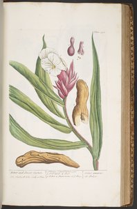 Levy 394, "A Curious Herbal" tekijältä Elizabeth Blackwell
