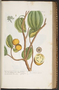 Làmina 395, de "Una herba curiosa" finlandesa tekijältä Elizabeth Blackwell