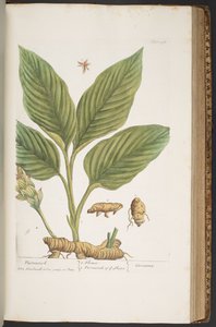 Levy 396, "A Curious Herbal" tekijältä Elizabeth Blackwell