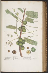 Lauta 400, "A Curious Herbal" tekijältä Elizabeth Blackwell