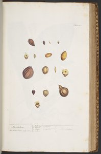 Levy 401, "A Curious Herbal" tekijältä Elizabeth Blackwell