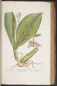 Levy 402, "A Curious Herbal" tekijältä Elizabeth Blackwell