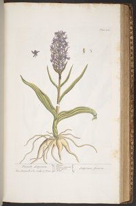 Levy 405, "A Curious Herbal" tekijältä Elizabeth Blackwell