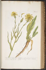 Levy 406, "A Curious Herbal" tekijältä Elizabeth Blackwell