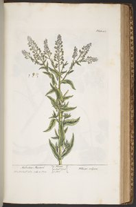 Làmina 407, de "A Curious Herbal" finlandès tekijältä Elizabeth Blackwell
