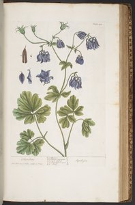 Levy 409, "A Curious Herbal" tekijältä Elizabeth Blackwell