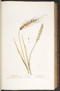 Lauta 40, vehnä ja parrakas vehnä, "A Curious Herbal" tekijältä Elizabeth Blackwell