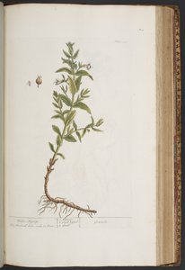 Levy 411, "A Curious Herbal" tekijältä Elizabeth Blackwell