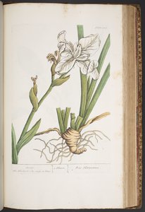Levy 414, "A Curious Herbal" tekijältä Elizabeth Blackwell