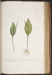 Levy 416, "A Curious Herbal" tekijältä Elizabeth Blackwell