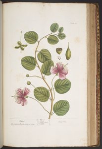 Làmina 417, de "Una herba curiosa" finlandesa tekijältä Elizabeth Blackwell