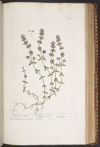 Levy 418, "A Curious Herbal" tekijältä Elizabeth Blackwell