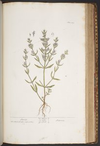 Levy 419, "A Curious Herbal" tekijältä Elizabeth Blackwell