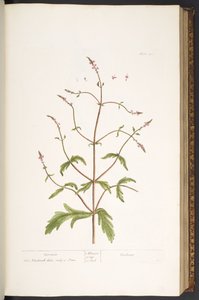 Levy 41, Vervain, "A Curious Herbal" tekijältä Elizabeth Blackwell