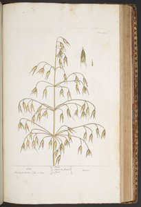 Levy 422, "A Curious Herbal" tekijältä Elizabeth Blackwell
