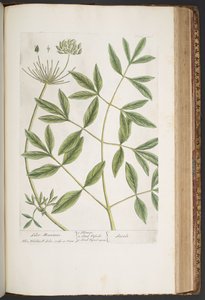 Levy 426, "A Curious Herbal" tekijältä Elizabeth Blackwell