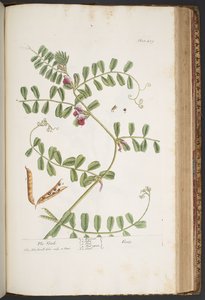Levy 429, "A Curious Herbal" tekijältä Elizabeth Blackwell