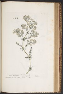 Levy 435, Ladies Bedstraw, "A Curious Herbal" tekijältä Elizabeth Blackwell