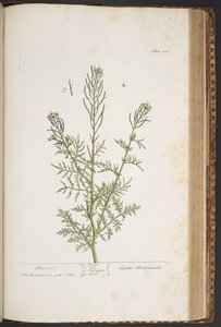 Levy 440, "A Curious Herbal" tekijältä Elizabeth Blackwell