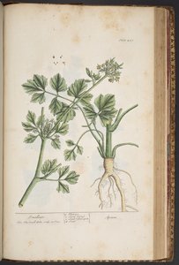 Levy 443, Smallage, "A Curious Herbal" tekijältä Elizabeth Blackwell