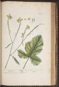 Levy 446, "A Curious Herbal" tekijältä Elizabeth Blackwell