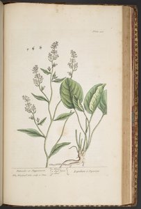 Levy 448, "A Curious Herbal" tekijältä Elizabeth Blackwell