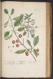 Levy 449, "A Curious Herbal" tekijältä Elizabeth Blackwell