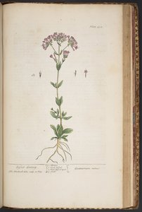 Levy 452, "A Curious Herbal" tekijältä Elizabeth Blackwell
