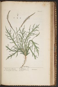 Levy 460, "A Curious Herbal" tekijältä Elizabeth Blackwell