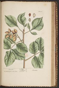 Levy 461, "A Curious Herbal" tekijältä Elizabeth Blackwell