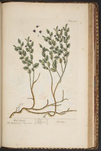 Levy 463, "A Curious Herbal" tekijältä Elizabeth Blackwell