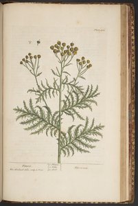 Levy 464, "A Curious Herbal" tekijältä Elizabeth Blackwell
