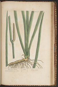 Levy 466, "A Curious Herbal" tekijältä Elizabeth Blackwell