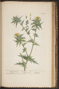 Levy 468, "A Curious Herbal" tekijältä Elizabeth Blackwell