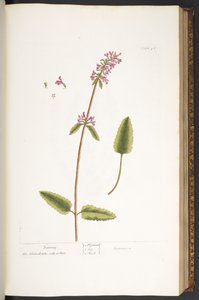 Levy 46, Betony, "A Curious Herbal" tekijältä Elizabeth Blackwell