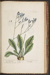 Làmina 481, de "Una herba curiosa" finlandesa tekijältä Elizabeth Blackwell