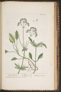 Levy 484, "A Curious Herbal" tekijältä Elizabeth Blackwell