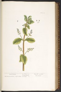 Levy 48, Brook Lime, "A Curious Herbal" tekijältä Elizabeth Blackwell