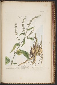 Levy 491, "A Curious Herbal" tekijältä Elizabeth Blackwell